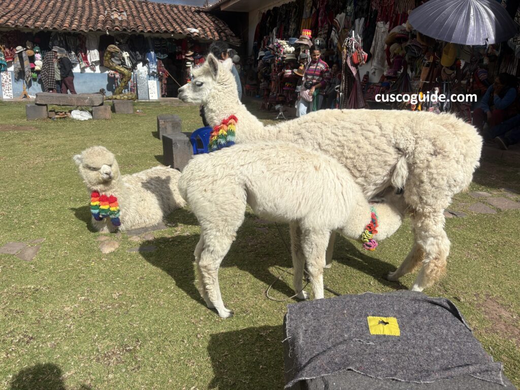 Baby alpaca nursing from its mother in the Andean highlands near Cusco, Peru.